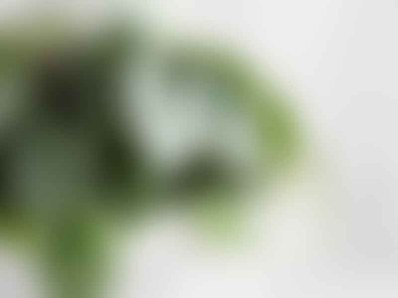 Peperomia Species #2 | Peperomia | Piperaceae