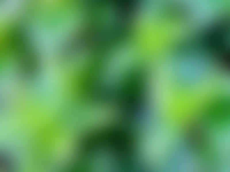 Peperomia Trinervula | Peperomia | Piperaceae
