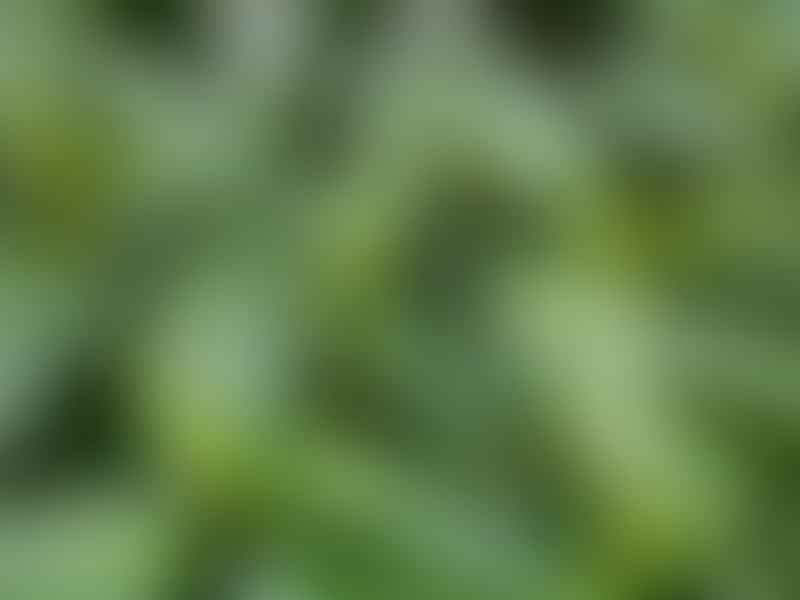 Peperomia Trinervula | Peperomia | Piperaceae