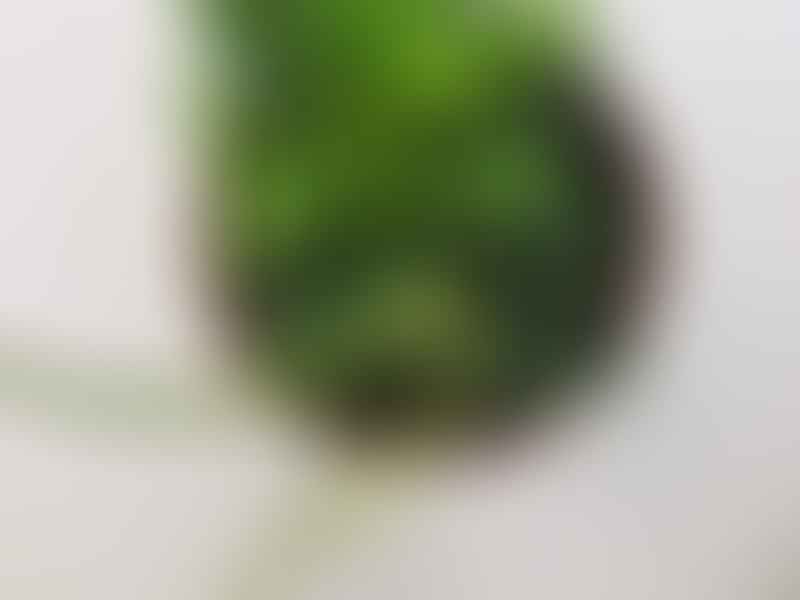 Peperomia Trinervula | Peperomia | Piperaceae