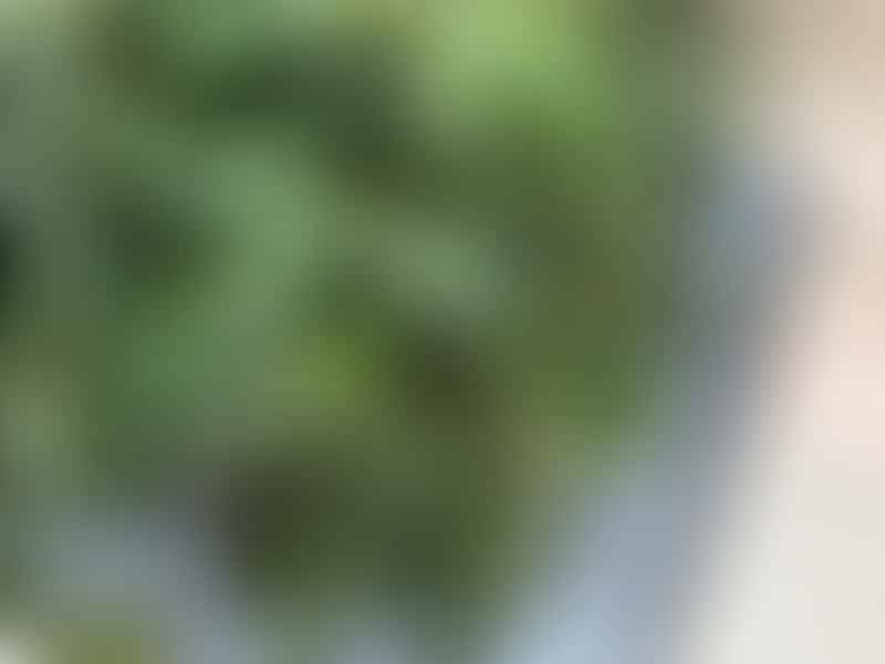 Peperomia Trinervula | Peperomia | Piperaceae