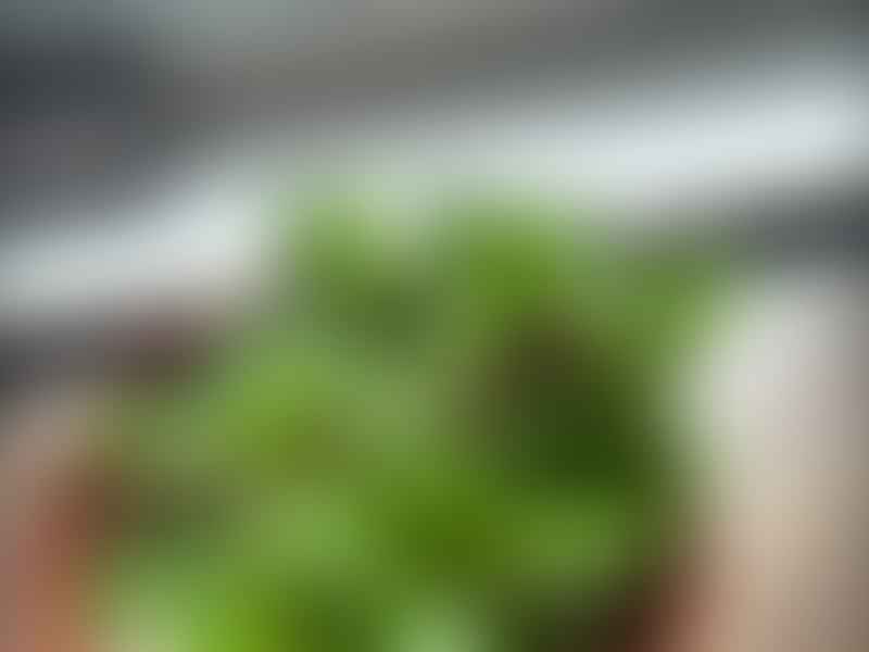 Peperomia Trinervula | Peperomia | Piperaceae