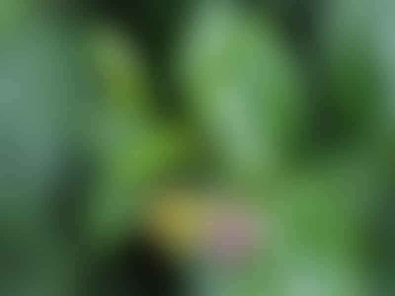 Periploca Graeca | Periploca | Apocynaceae
