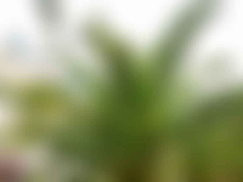 Phoenix Roebelenii | Phoenix | Arecaceae