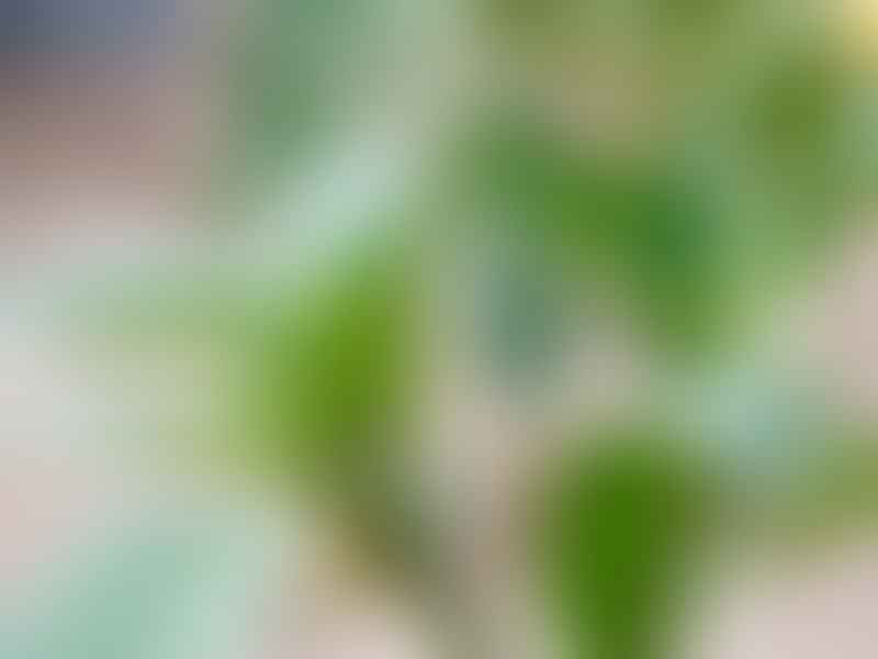 Piper | Piperaceae