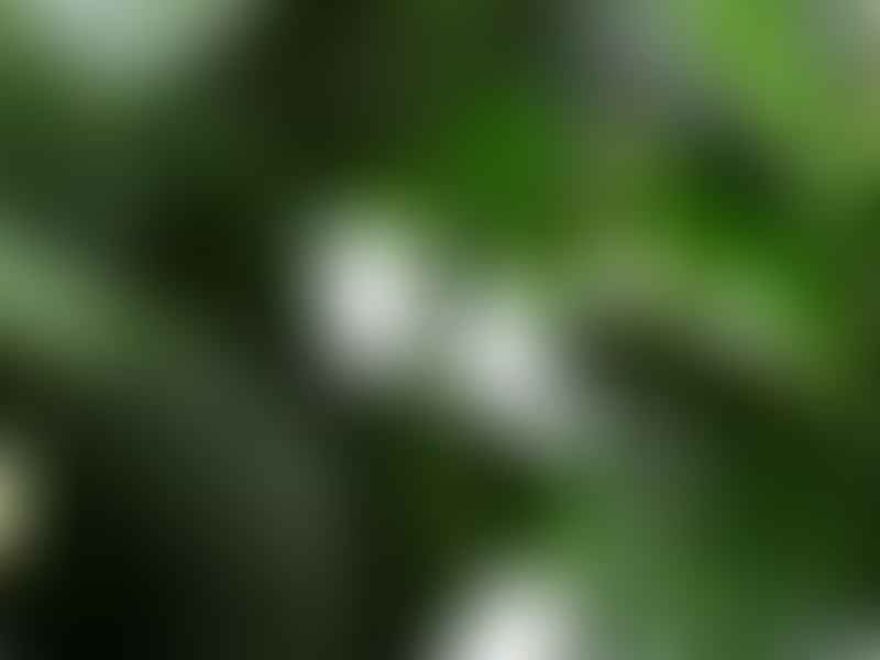 Piperaceae