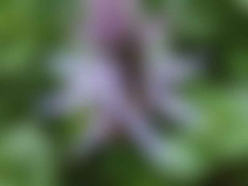 Plectranthus Caninus (Syn. Coleus Canina) | Lamiaceae
