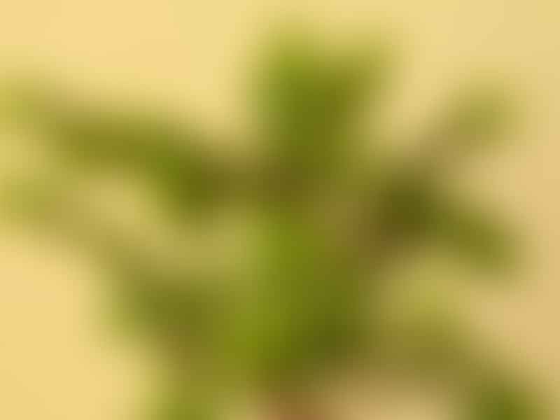 Portulacaria | Didiereaceae