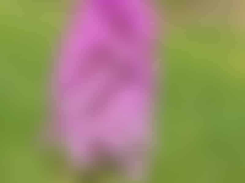 Pyramidal Orchid | Orchidaceae