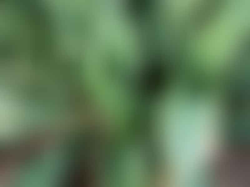 Rohdea Japonica | Ruscaceae