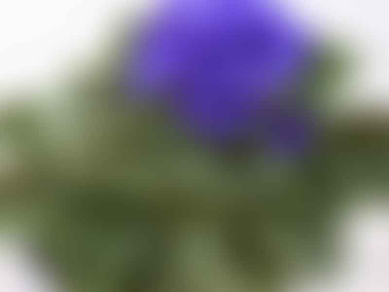 Saintpaulia | Gesneriaceae