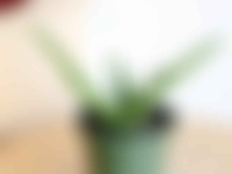 Sansevieria Gracilis Var. Humbertiana | Sansevieria | Dracaenaceae