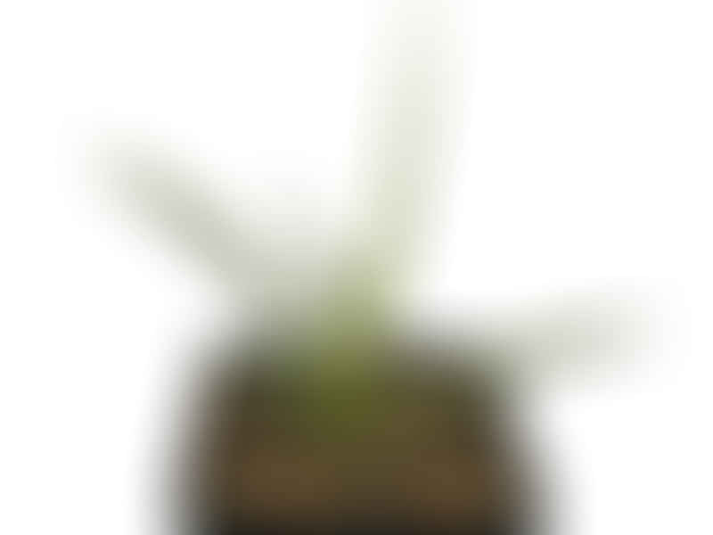 Sansevieria Gracilis Var. Humbertiana | Sansevieria | Dracaenaceae