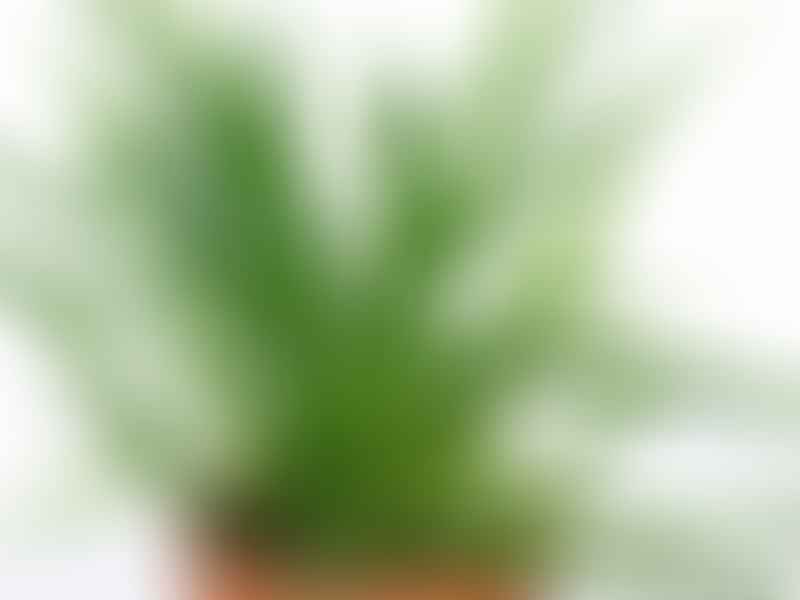 Sansevieria Parva | Sansevieria | Dracaenaceae