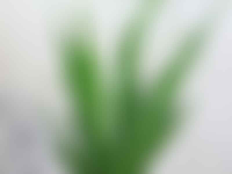 Sansevieria Parva | Sansevieria | Dracaenaceae