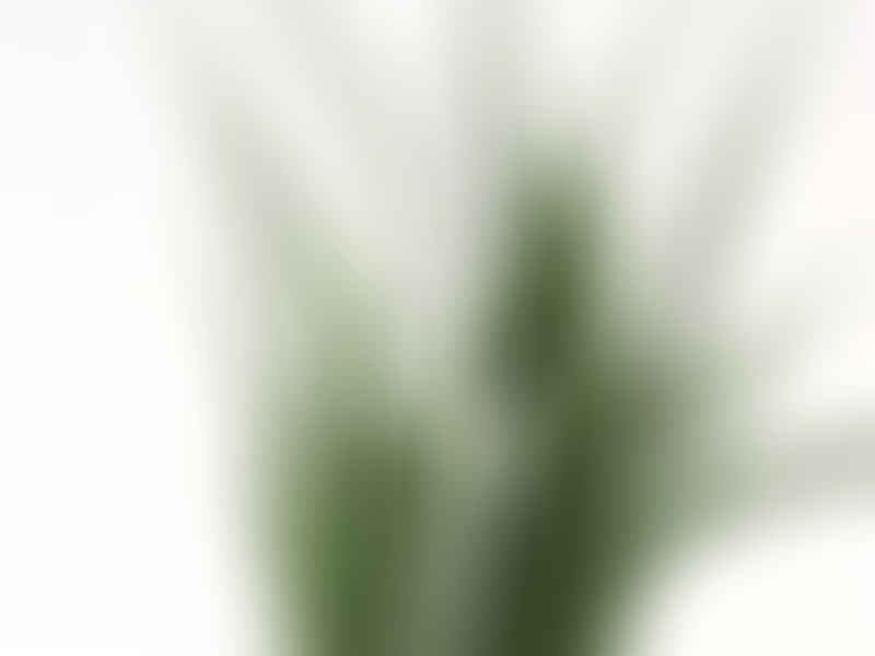 Sansevieria Parva | Sansevieria | Dracaenaceae