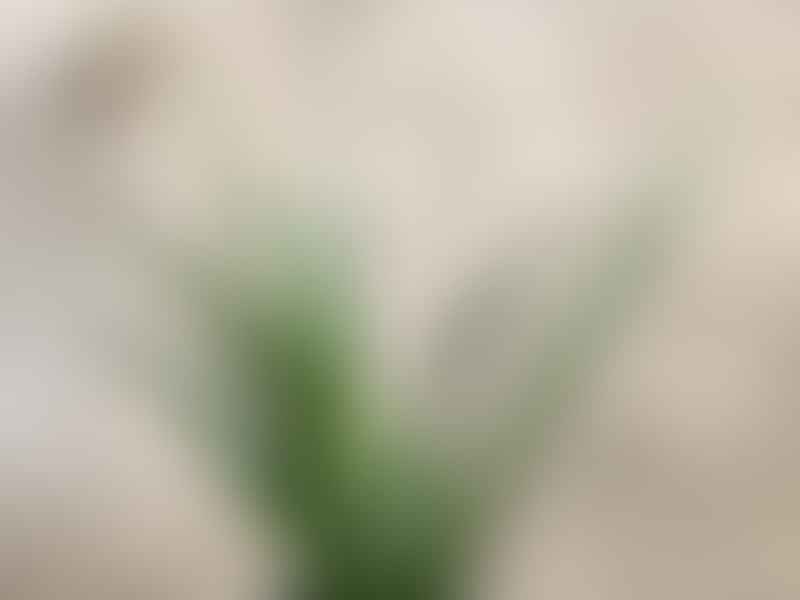 Sansevieria Parva | Sansevieria | Dracaenaceae
