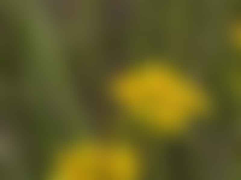 Senecio Junceus | Senecio | Asteraceae
