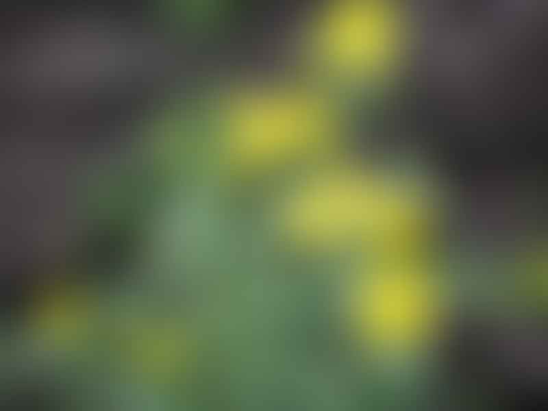 Senecio Meuselii | Senecio | Asteraceae