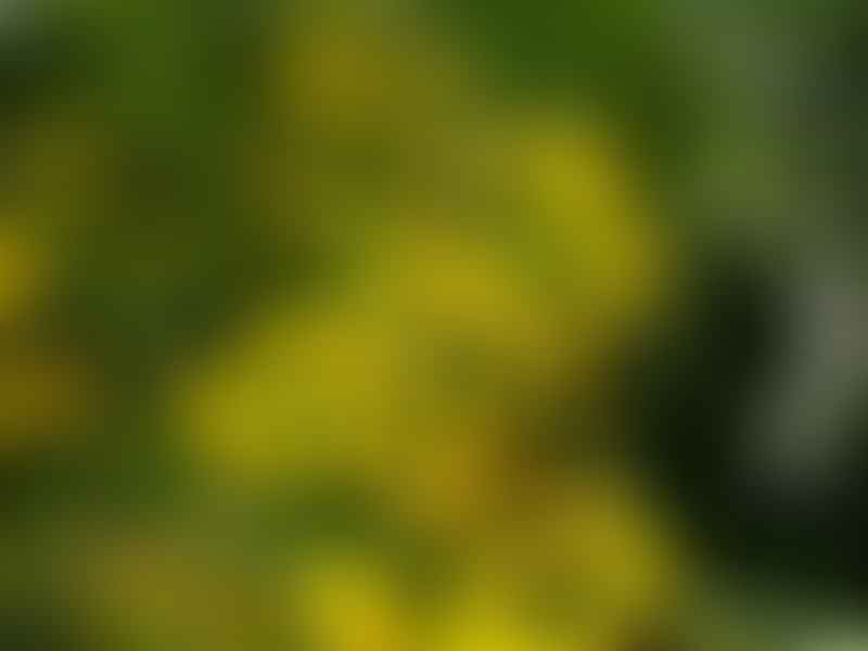 Senecio Meuselii | Senecio | Asteraceae