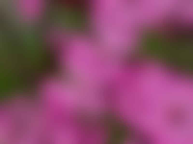 Silene | Caryophyllaceae