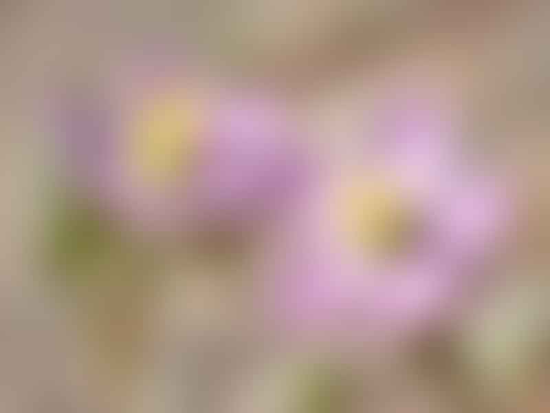 Spergularia Rubra | Spergularia | Caryophyllaceae