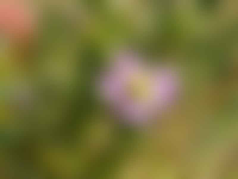 Spergularia Rubra | Spergularia | Caryophyllaceae