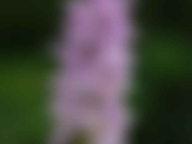 Spotted Orchid | Orchidaceae