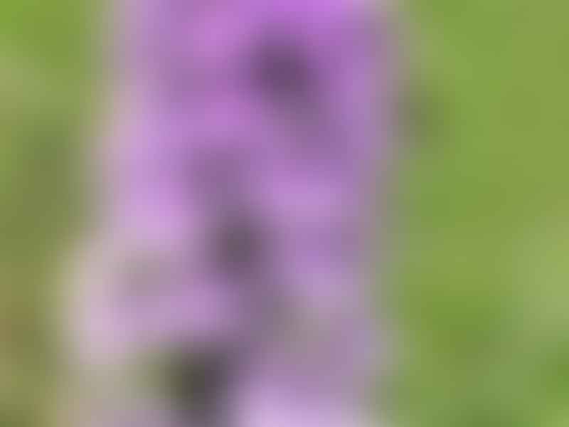 Spotted Orchid | Orchidaceae