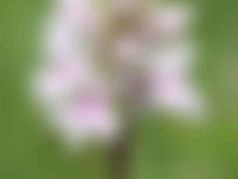 Spotted Orchid | Orchidaceae