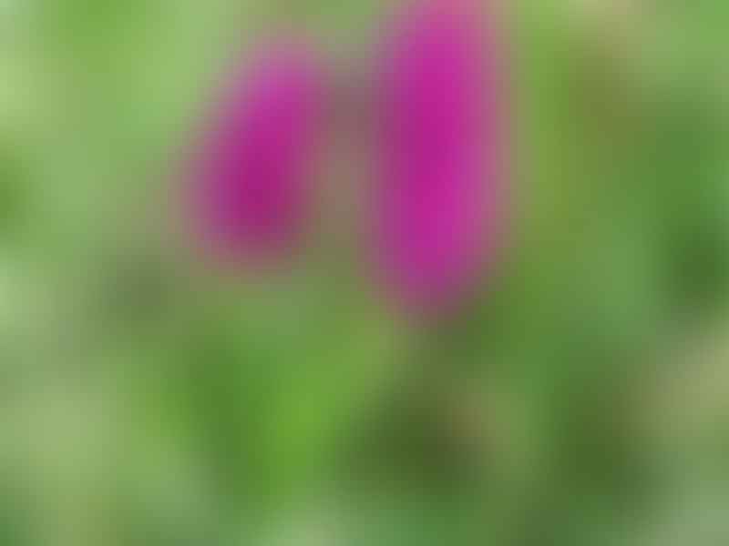 Spotted Orchid | Orchidaceae