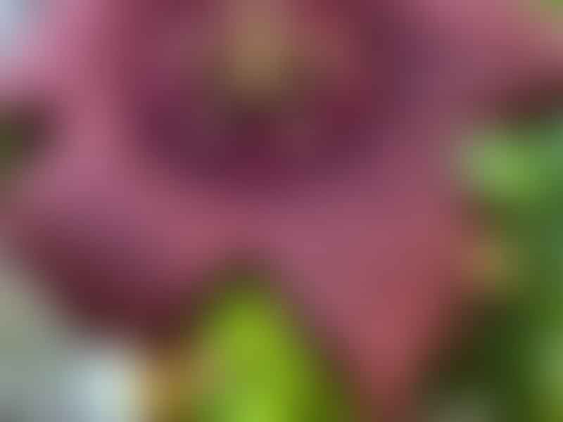 Stapelia Mutabilis | Orbea / Stapelia | Apocynaceae