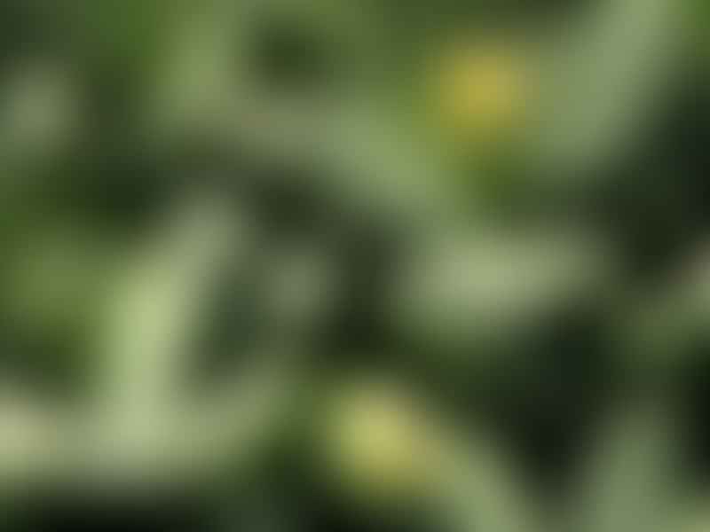 Stomatium | Aizoaceae