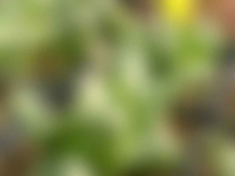 Stomatium Bryantii | Stomatium | Aizoaceae
