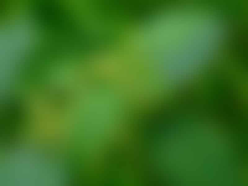Urticaceae