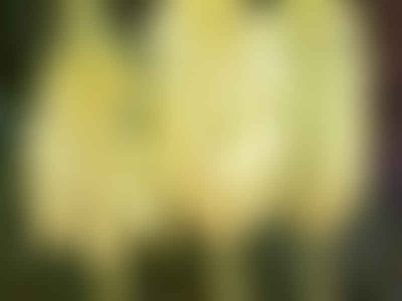 Veltheimia Bracteata (yellow Cultivar) | Veltheimia | Hyacinthaceae