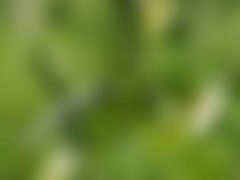Vincetoxicum | Apocynaceae
