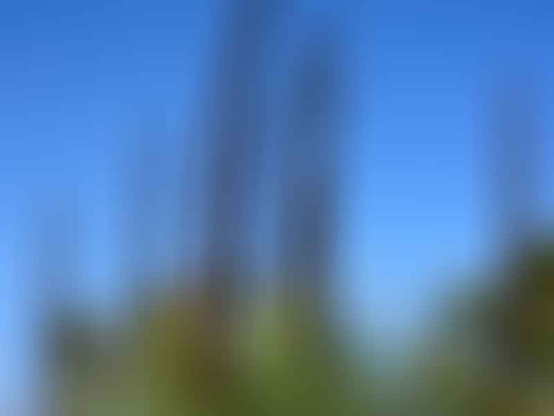 Xanthorrhoea Glauca | Xanthorrhoeoideae