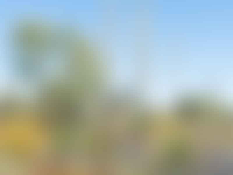 Xanthorrhoea Johnsonii | Xanthorrhoeoideae