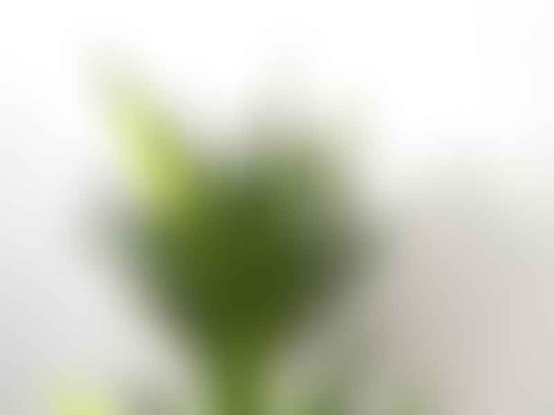 Yucca | Agavaceae