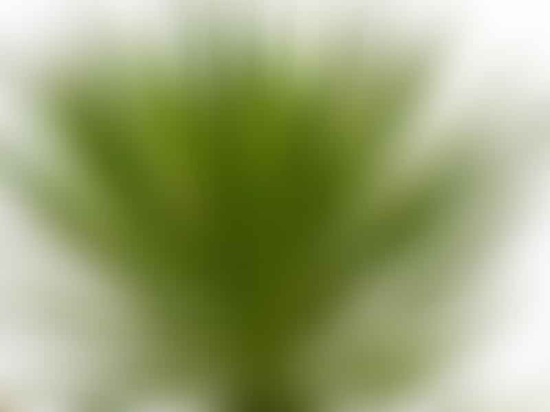 Yucca Aloifolia | Yucca | Agavaceae