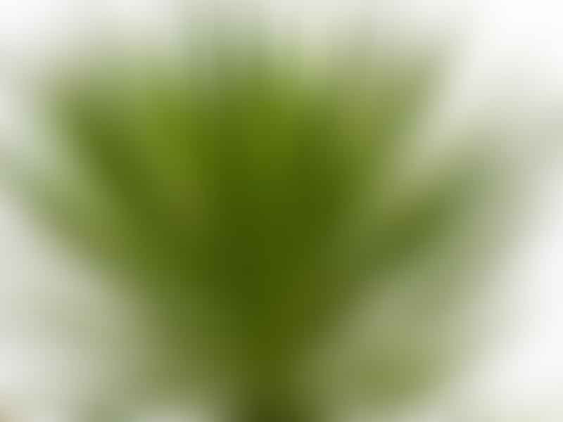 Yucca Aloifolia | Yucca | Agavaceae