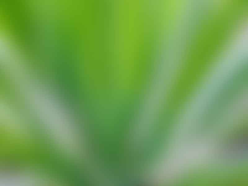 Yucca Constricta | Yucca | Agavaceae
