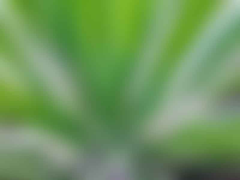 Yucca Constricta | Yucca | Agavaceae