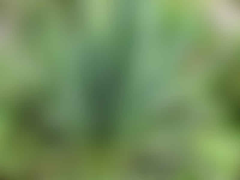 Yucca Gloriosa Nobilis | Yucca | Agavaceae