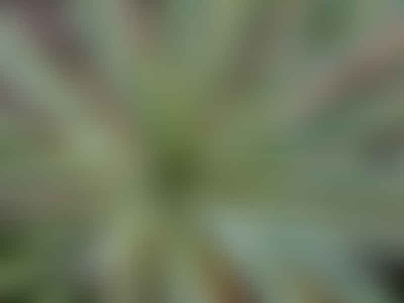 Yucca Gloriosa Variegata | Yucca | Agavaceae