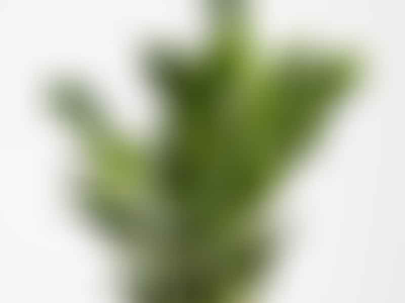 Zamioculcas Zamiifolia | Zamioculcas | Araceae
