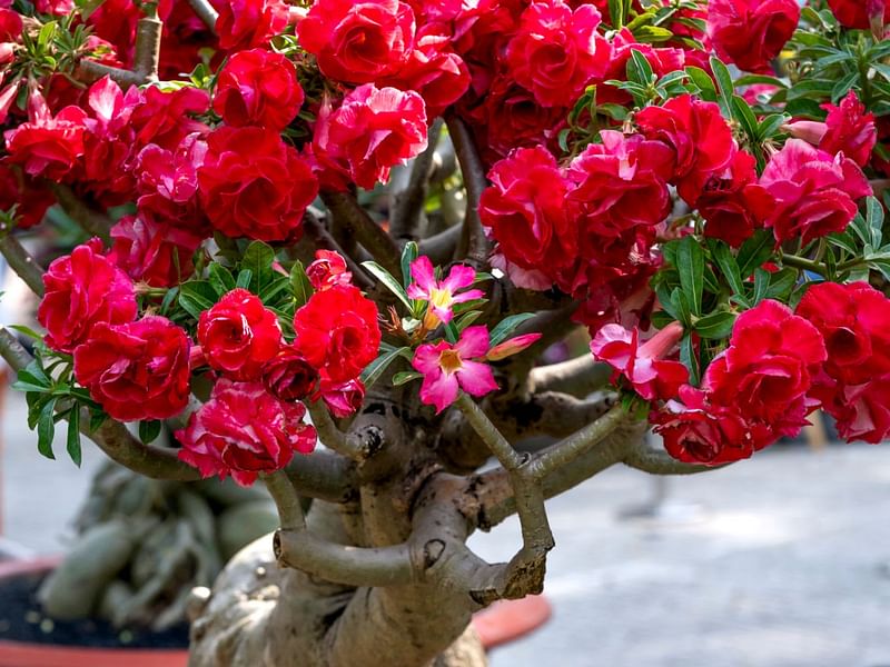 Adenium | Apocynaceae