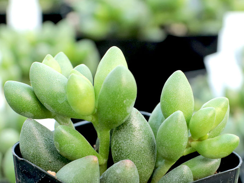 Adromischus Filicaulis Ssp Marlothii | Adromischus | Crassulaceae