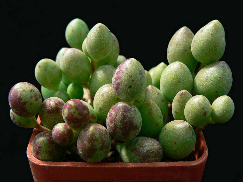 Adromischus Filicaulis Ssp Marlothii | Adromischus | Crassulaceae